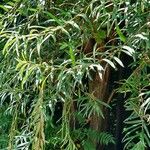 Salix viminalis Leaf