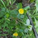 Portulaca oleraceaЦветок