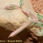 Lotus maroccanus Fruto