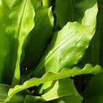 Scadoxus multiflorus Φύλλο