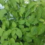 Ocimum gratissimum Ліст