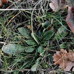 Bellis sylvestris 形態