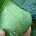 Rubus foliosus अन्य