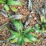 Eryngium agavifolium ഇല