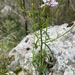 Iberis linifolia Likasa