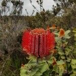 Banksia coccinea Žiedas