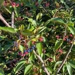 Viburnum nudum Leaf