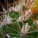 Rebutia neocumingii 葉