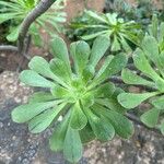 Aeonium arboreum Leaf