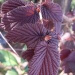 Corylus maxima Blad