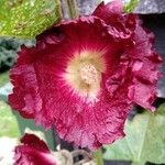 Alcea roseaFlower