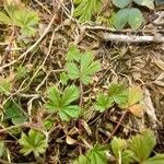 Potentilla anglica Hoja