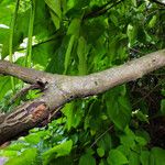 Catalpa bignonioides 樹皮