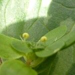 Callitriche brutia Mosusu