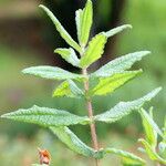 Cistus inflatus Altres