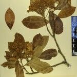 Photinia integrifolia Autre