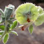 Anthyllis circinnata Fruit