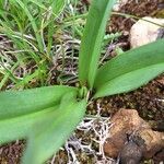 Colchicum longifolium Лист