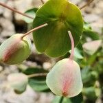 Euphorbia erubescens Flor