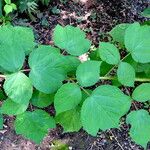 Rubus phoenicolasius Feuille