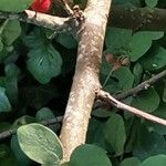 Cotoneaster fangianus Corteccia