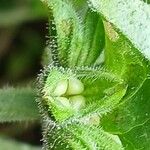 Salvia verbenaca Fruit