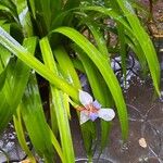Neomarica northiana Flor