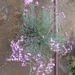 Limonium insigneFlor