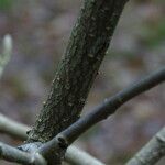 Hamamelis mollis Rusca