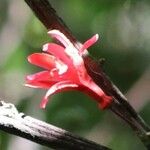Passiflora glandulosa Kvet
