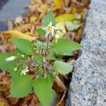 Solanum villosumKvet