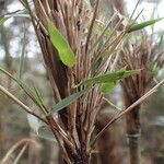 Yushania microphylla Rinde