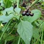 Solanum scabrum 葉