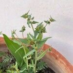 Euphorbia officinarum Blad