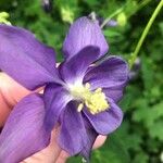 Aquilegia alpinaFlor