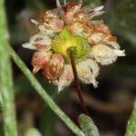 Eriogonum maculatum Flower