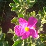 Cistus crispusപുഷ്പം