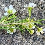Baeckea linifolia Folla