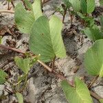 Ipomoea pes-caprae Leaf