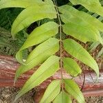 Phanerophlebia umbonata Leaf