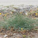 Dianthus crinitus Hábito