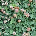 Trifolium fragiferum Συνήθη χαρακτηριστικά