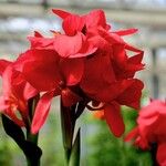 Canna indica Blomst