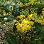 Mahonia aquifoliumЦвят