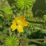 Abutilon theophrasti Blomst