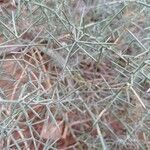 Asparagus horridus 葉