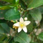 Citrus × aurantiifolia Blomst