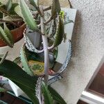 Kalanchoe daigremontiana Folha