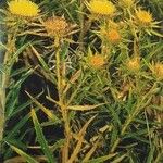 Carlina salicifolia Цветок