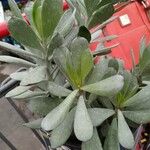 Senecio decaryi Hoja